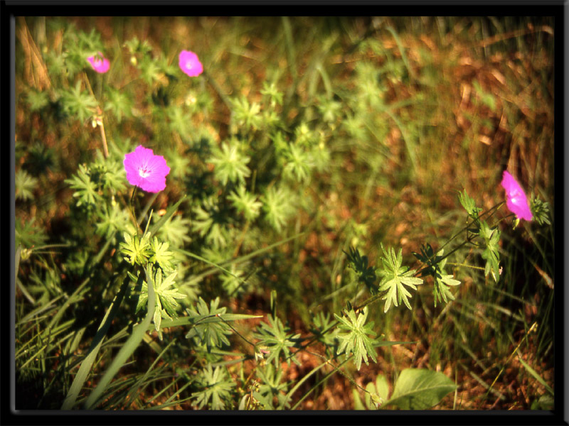 Geranium sanguineum / Geranio sanguigno